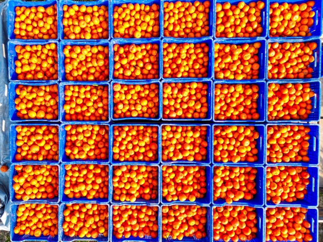 Dalında kilosu 16-18 lirayken markette 45 liradan satılıyor. Hasadı marta kadar sürüyor 3